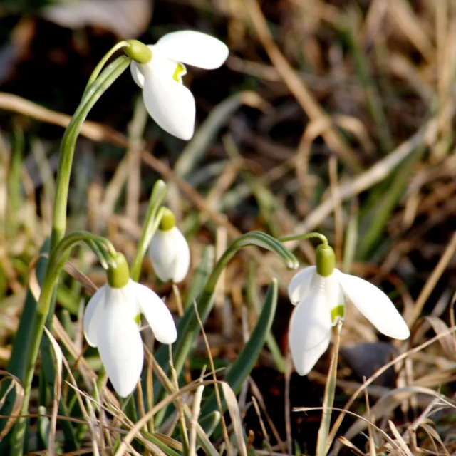 🌿 Marzo: Riequilibrio Energetico e Slancio Vitale 🌿 
Marzo segna il passaggio dall’inverno alla primavera, un momento di trasformazione in cui il corpo e la mente necessitano di un adattamento energetico. Secondo la Medicina Tradizionale Cinese MTC, con l’arrivo della primavera, l’energia Yang cresce, stimolando movimento, rinnovamento e creatività. 
🍃 Energia del Legno: La primavera è associata all’elemento Legno, legato alla crescita e alla flessibilità. Per sostenere questo passaggio: 
✔ Integra cibi freschi e leggeri (germogli, verdure verdi, agrumi) 
✔ Favorisci il movimento per liberare i blocchi energetici 
✔ Pratica respirazioni profonde per un Qi armonioso 
🌀 Attivare il Qi con Yoga e Mindfulness: Eleonora propone percorsi di riequilibrio con la naturopatia e il movimento dello Yoga, mentre Claudia guida sessioni di Mindfulness e Meditazione per favorire radicamento e fluidità interiore. 
🌟 Mantra di Marzo:
"Accolgo il cambiamento con equilibrio e consapevolezza, lasciando fluire l’energia vitale." 
#Marzo #MedicinaTradizionaleCinese #EnergiaDelLegno #Rinnovamento #BenessereNaturale #Mindfulness #Yoga #centroolistico #naturopatia