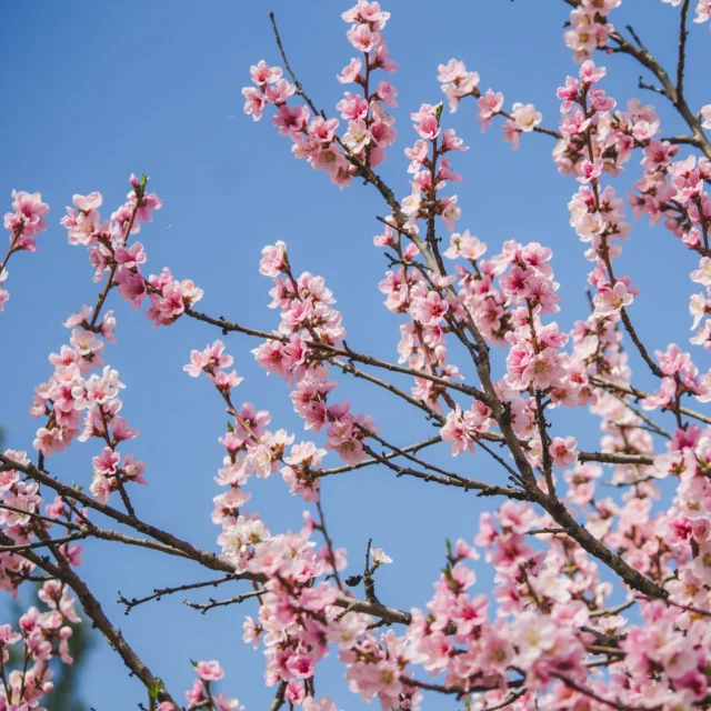 Aprile: Rinascita, Azione e Radicamento 🌿
Aprile ci accompagna nel pieno risveglio primaverile: la natura esplode di vita, e anche dentro di noi sbocciano visioni, desideri e slanci. È il mese del coraggio, dell’espansione e della concretezza.
✨ Energia in Crescita:
Secondo la Medicina Tradizionale Cinese, l’energia Yang continua a salire, spingendo il Qi verso l’esterno. È il momento ideale per dare forma ai progetti e sostenere il fegato con uno stile di vita attivo, leggero e consapevole.
✔ Scegli alimenti verdi, depurativi e carichi di energia vitale
✔ Muovi il corpo per favorire la circolazione del Qi
✔ Pratica la respirazione profonda per radicare lo slancio
🌱 Naturopatia, Yoga e Consapevolezza:
Eleonora propone consigli personalizzati di naturopatia per sostenere fegato e digestione, uniti a pratiche di detox yoga.
Claudia guida percorsi di mindfulness e meditazione per armonizzare il flusso vitale, e propone anche letture del tema natale per comprendere i tuoi talenti, le tue sfide e accompagnare i cambiamenti con consapevolezza.
♈ Ariete e Toro: guida astrologica del mese
Con l’Ariete, l’energia è audace, istintiva, piena di iniziativa: è il momento di iniziare qualcosa che brucia nel cuore.
Con il Toro, nella seconda metà del mese, arriva la stabilità: possiamo coltivare con amore ciò che abbiamo seminato.
✨ Rituale del mese:
Scrivi un’azione coraggiosa che desideri compiere e un gesto concreto per prenderne cura. Conservali in un luogo speciale, come semi che crescono.
🌟 Mantra di Aprile:
“Scelgo il coraggio dell’inizio e la pazienza del radicamento. Faccio spazio al nuovo e lo nutro con amore.”
Prenota la tua consulenza di naturopatia con Eleonora, una sessione di mindfulness o una lettura del tuo tema natale con Claudia
#aprile #rinascita #radicamento #naturopatia #mindfulness #ariete #toro #yoga